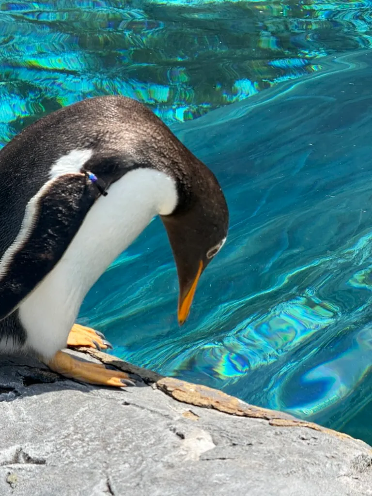 旭山動物園、青い水をのぞきこむペンギン