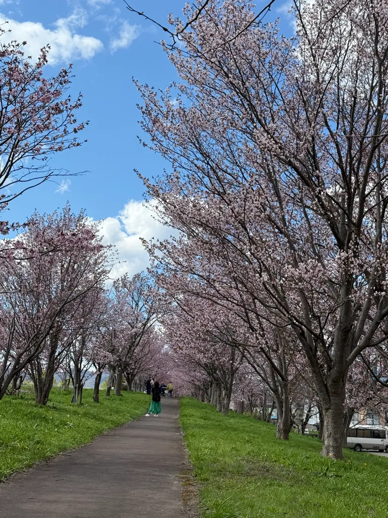 5月、桜並木の下の小道